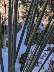 Yucca angustissima