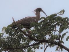 Theristicus caerulescens