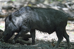 Sus scrofa vittatus