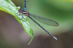 Argia cupraurea