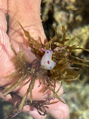 Hypselodoris bennetti