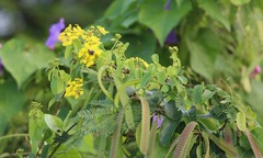 Stigmaphyllon emarginatum