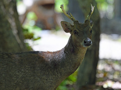 Rusa timorensis