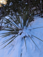 Yucca angustissima