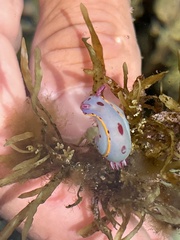 Hypselodoris bennetti
