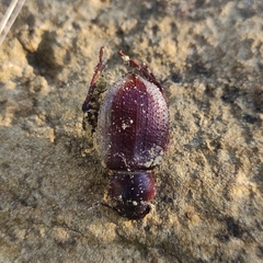 Tenebrionidae