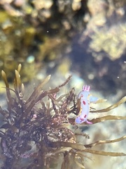 Hypselodoris bennetti