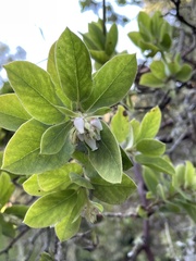 Arctostaphylos virgata