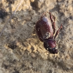 Tenebrionidae