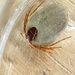 Ixodes hirsti - Photo (c) ecologynewb, some rights reserved (CC BY-NC), uploaded by ecologynewb