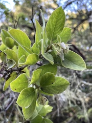 Arctostaphylos virgata
