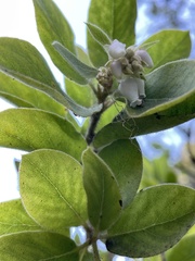 Arctostaphylos virgata