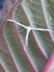 Hellinsia homodactylus