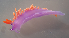 Flabellinopsis iodinea