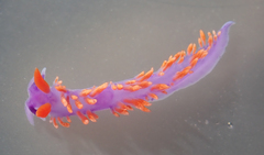 Flabellinopsis iodinea