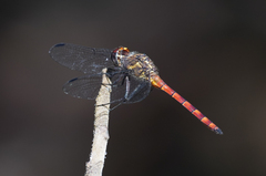 Elasmothemis cannacrioides