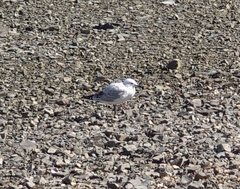 Chroicocephalus novaehollandiae scopulinus