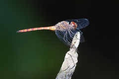 Elasmothemis cannacrioides