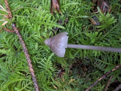 Mycena robusta