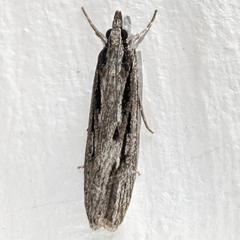 Scoparia plagiotis