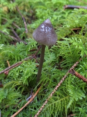 Mycena robusta