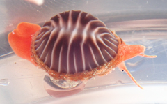 Pseudopusula californiana