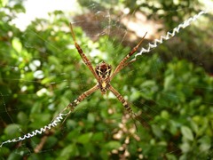 Argiope aetherea