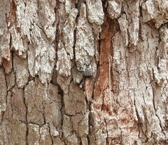 Blepharotes coriarius