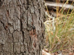 Blepharotes coriarius