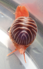 Pseudopusula californiana