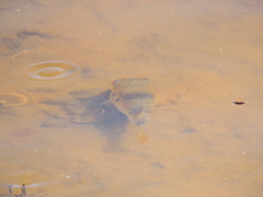 Marilyna pleurosticta