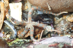 Ophiothrix