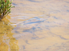 Marilyna pleurosticta