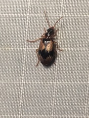 Lebia fuscata