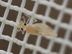Caeciliusidae