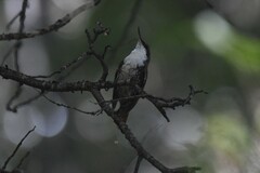 Pygarrhichas albogularis