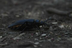 Acanthinodera cumingii