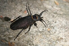 Acanthinodera cumingii