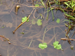 Hydrocotyle ranunculoides