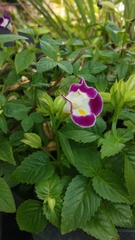 Torenia fournieri