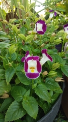 Torenia fournieri