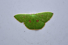 Comostola leucomerata