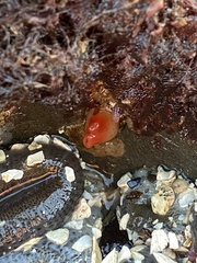 Cnemidocarpa finmarkiensis