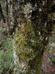 Leptostomum inclinans