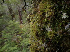 Leptostomum inclinans