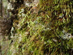 Leptostomum inclinans