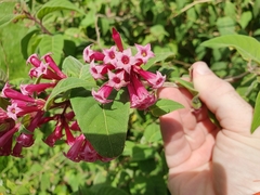 Cestrum elegans