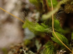 Leptostomum inclinans