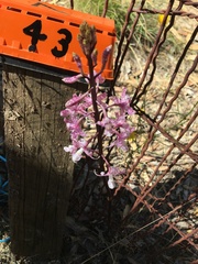 Dipodium pardalinum