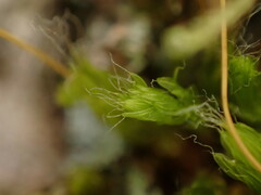 Leptostomum inclinans